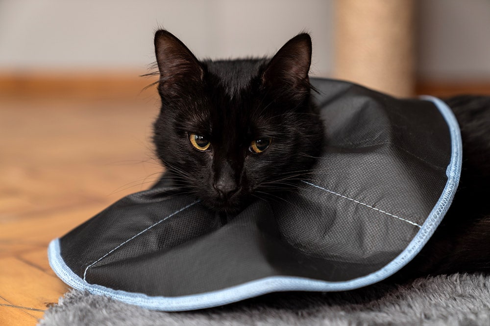 black cat wearing a cone collar