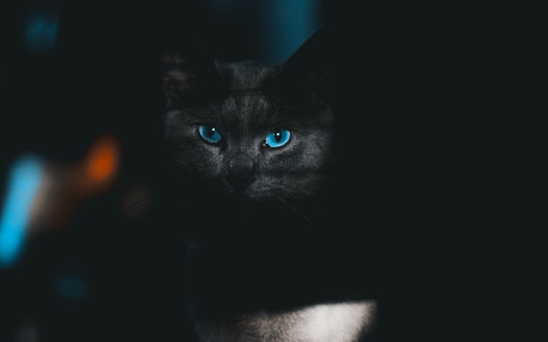 black cat with blue eyes sitting in the dark