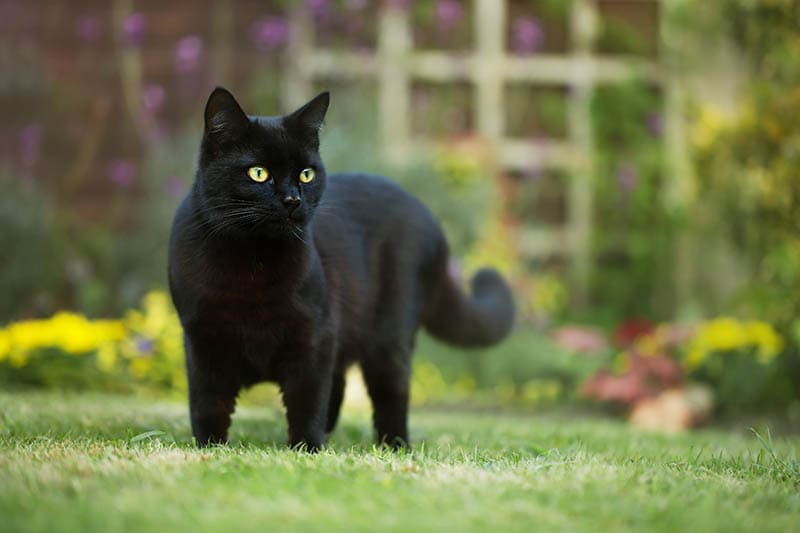 black cat with yellow eyes