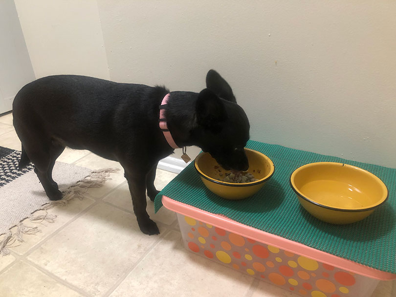 black dog eating nom nom dog food