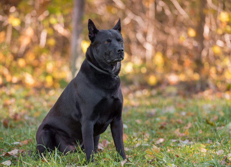black dog sitting on grass