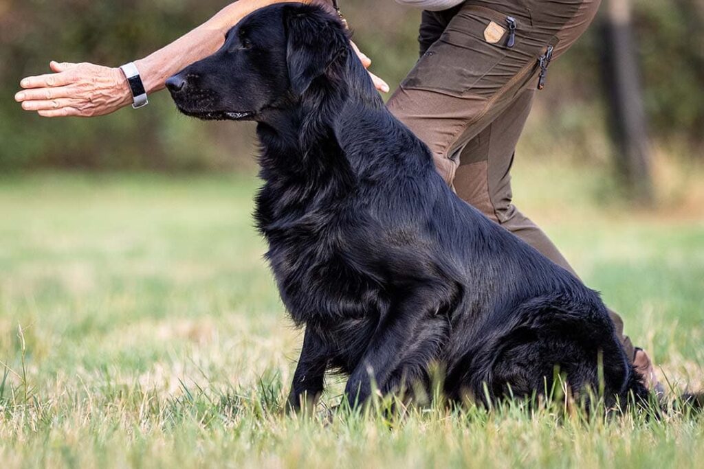 black Flat Coated Retriever in training