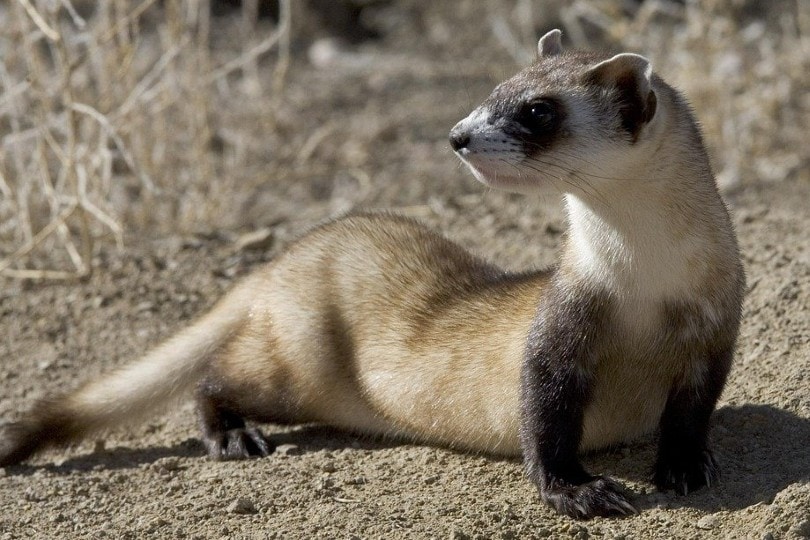 black footed ferret