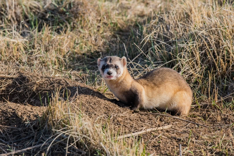 black footed ferret