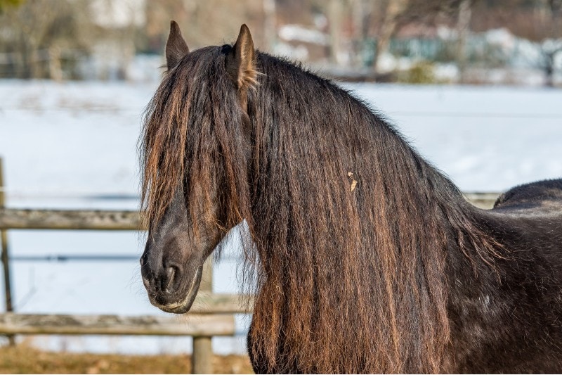 black forest horse head shot