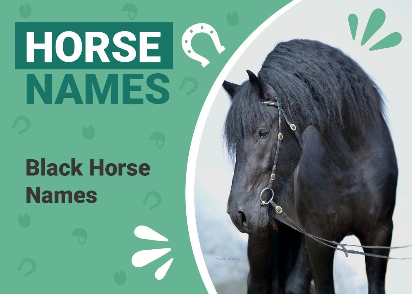 Black Horse Names