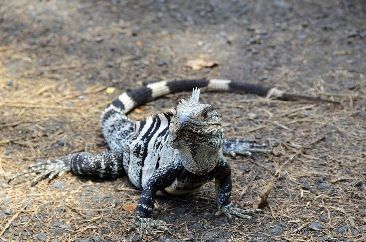 black iguana