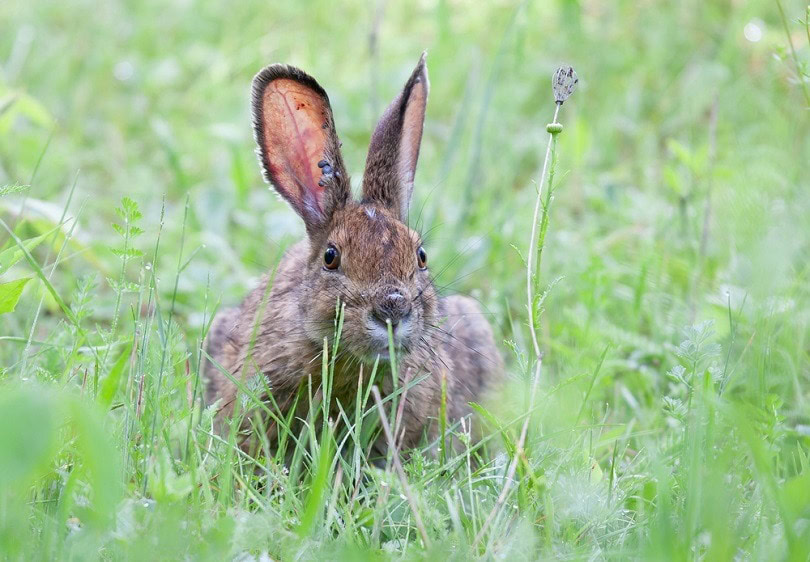 black-legged rabbit_Jim Cumming_shutterstock