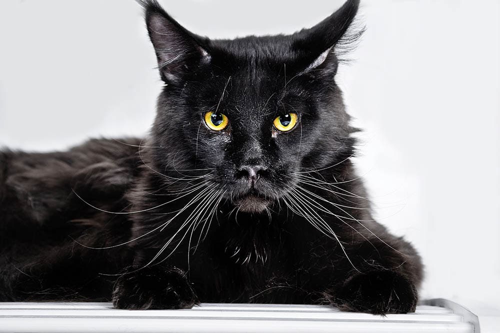 Black Maine Coon cat