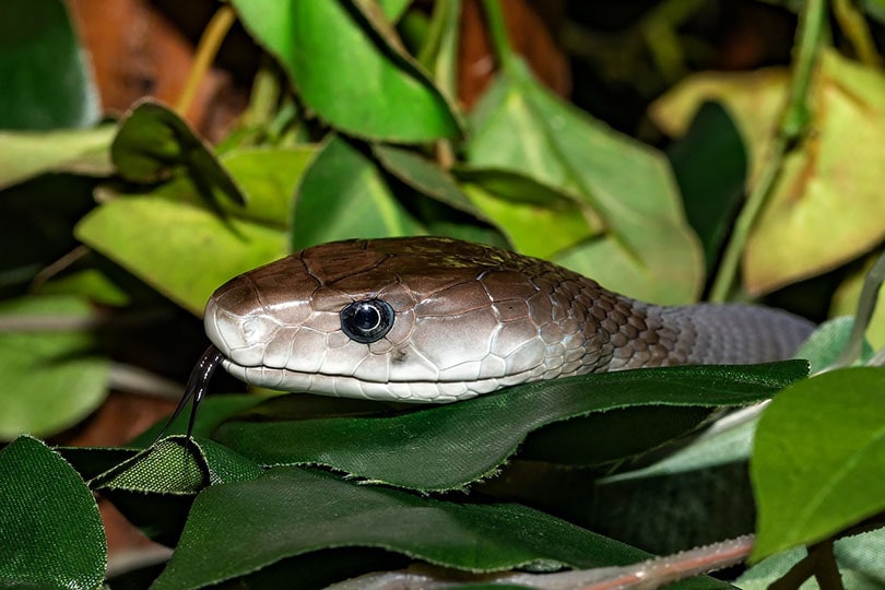 black mamba snake