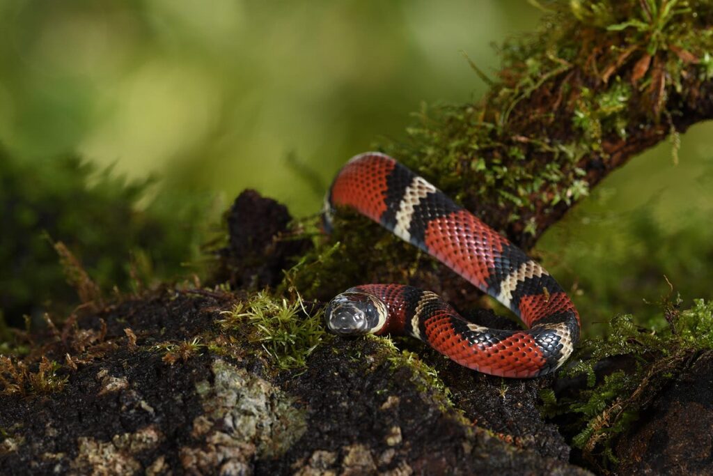 Black Milk snake