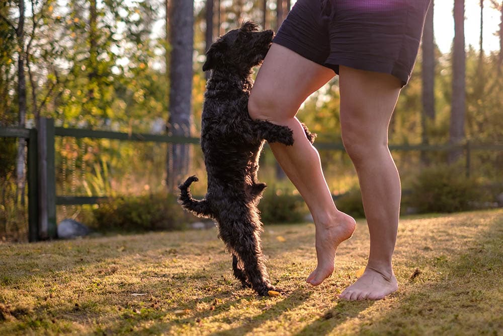 black miniature schnauzer mounting on a person's leg
