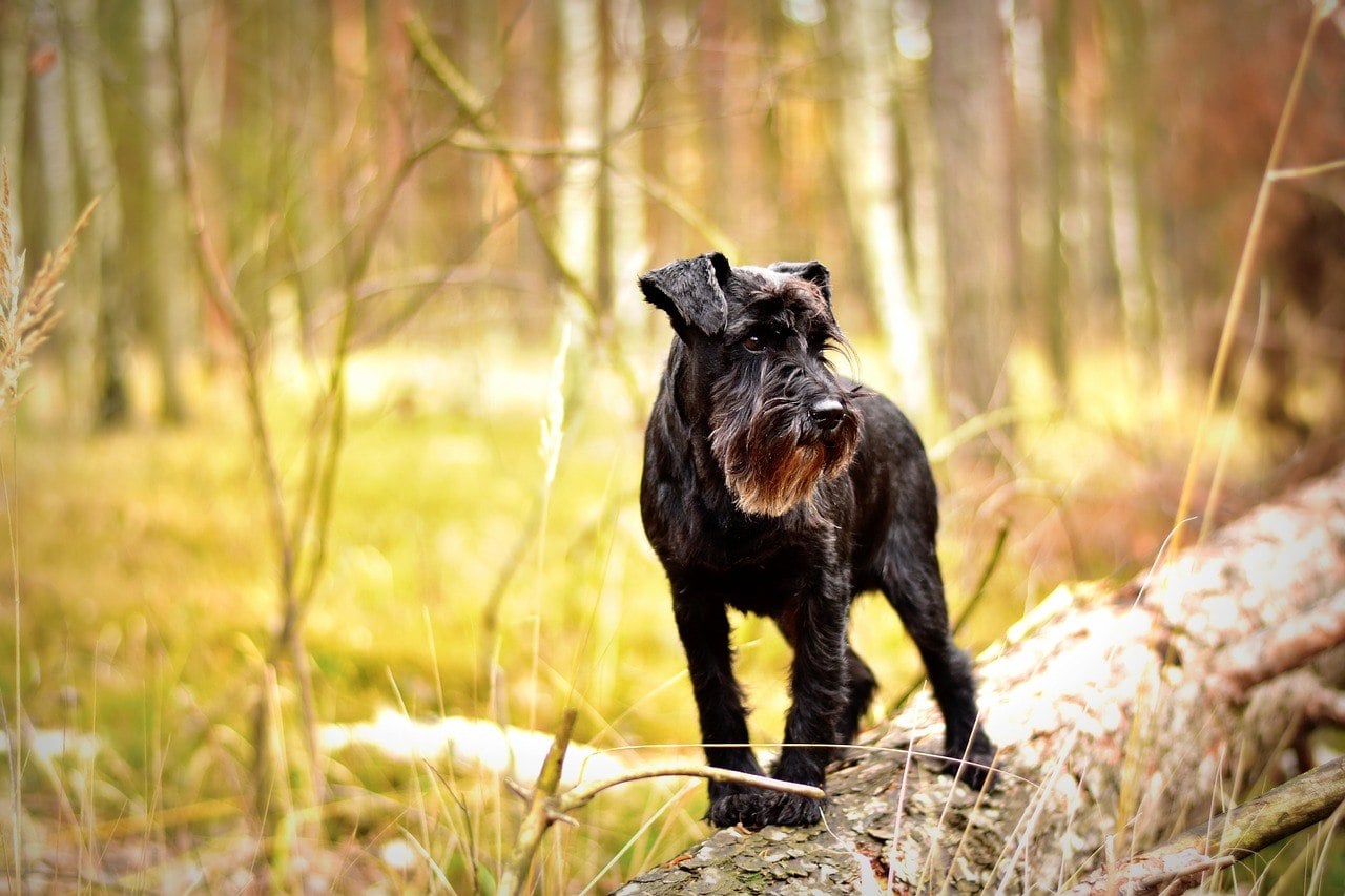 black miniature schnauzer