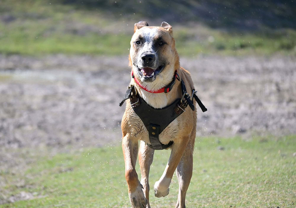 Black mouth cur dog running