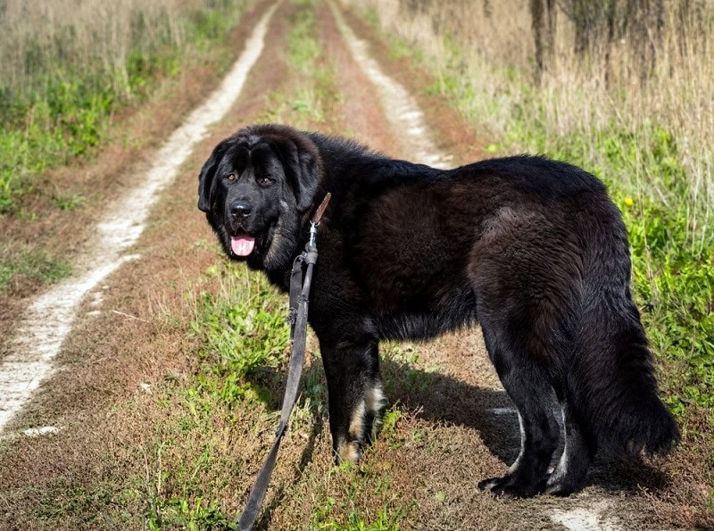 black newfoundland dog