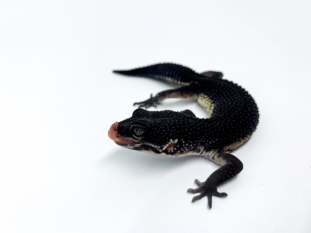 Black night leopard gecko