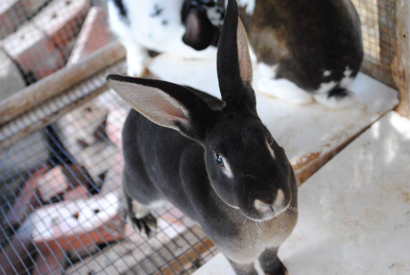 black otter rex rabbit inside the hutch