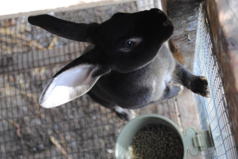 black otter rex rabbit