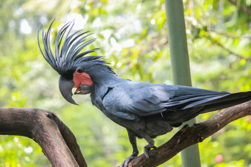 black palm cockatoo