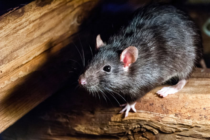 black rat on a wood
