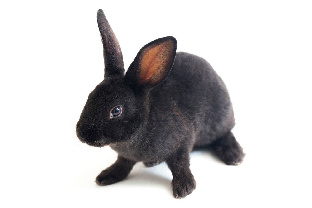 black rex rabbit