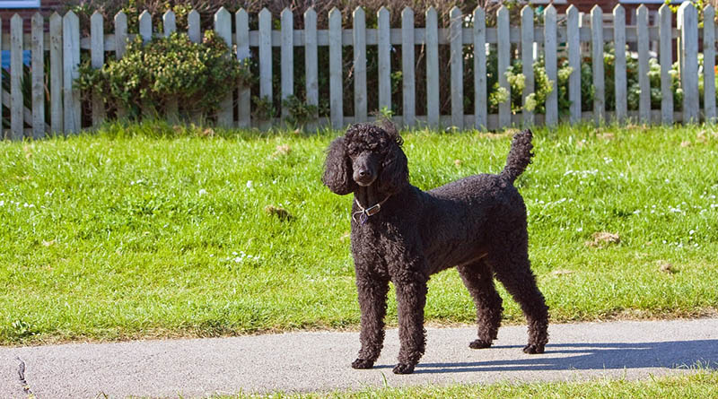 black standard poodle