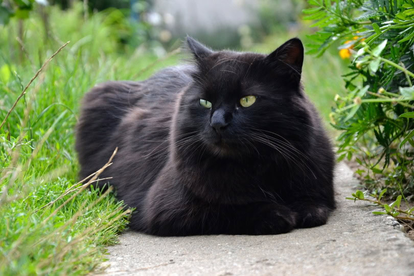 black tiffany cat lying outdoor