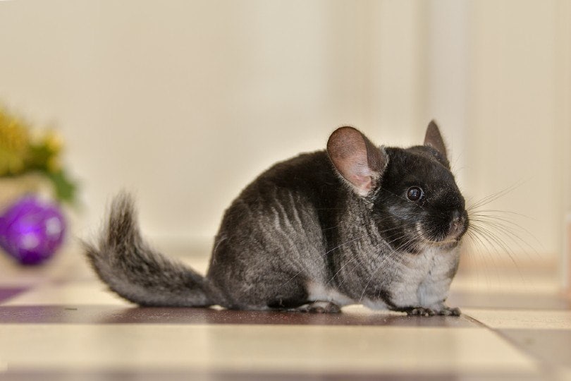 black velvet chinchilla