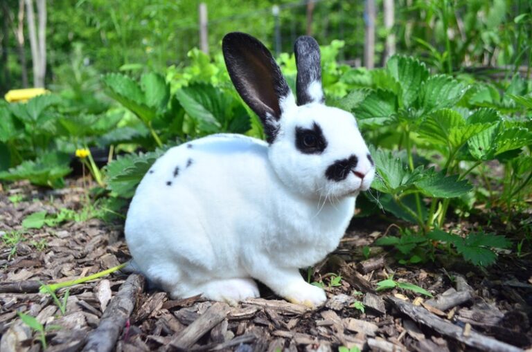 Regular Rex Rabbit Rex Rabbit: Info, Care, Pictures, Temperament & Traits | The Vet Desk