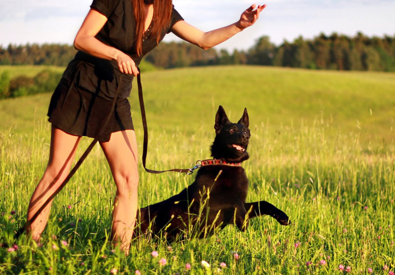 black young german shepherd - obedience training
