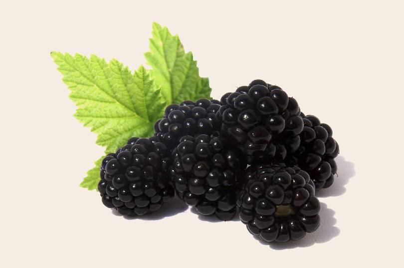 blackberry fruit