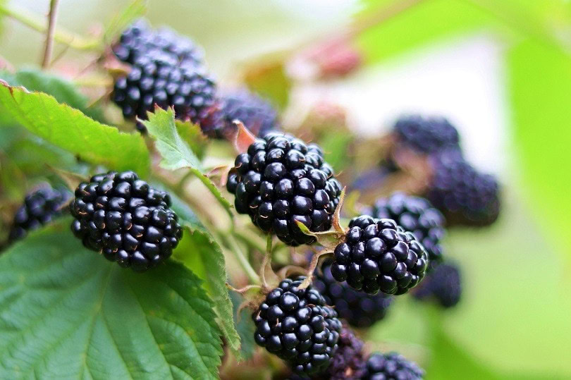 blackberries