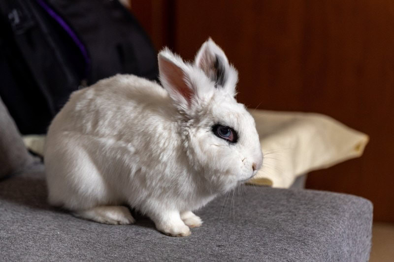 blanc de hotot rabbit