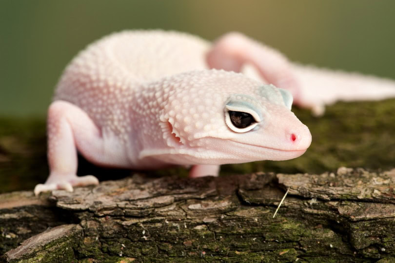 blizzard leopard gecko on wood
