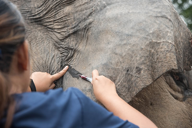blood taking from ear vein of elephant