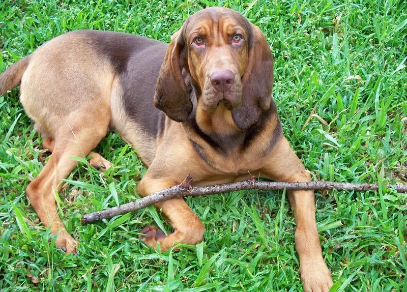bloodhound
