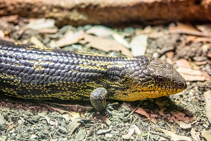 blotched blue-tongued skink