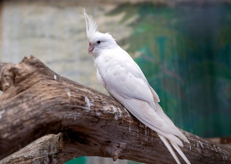 blue White cockatiel_ONGUSHI_shutterstock
