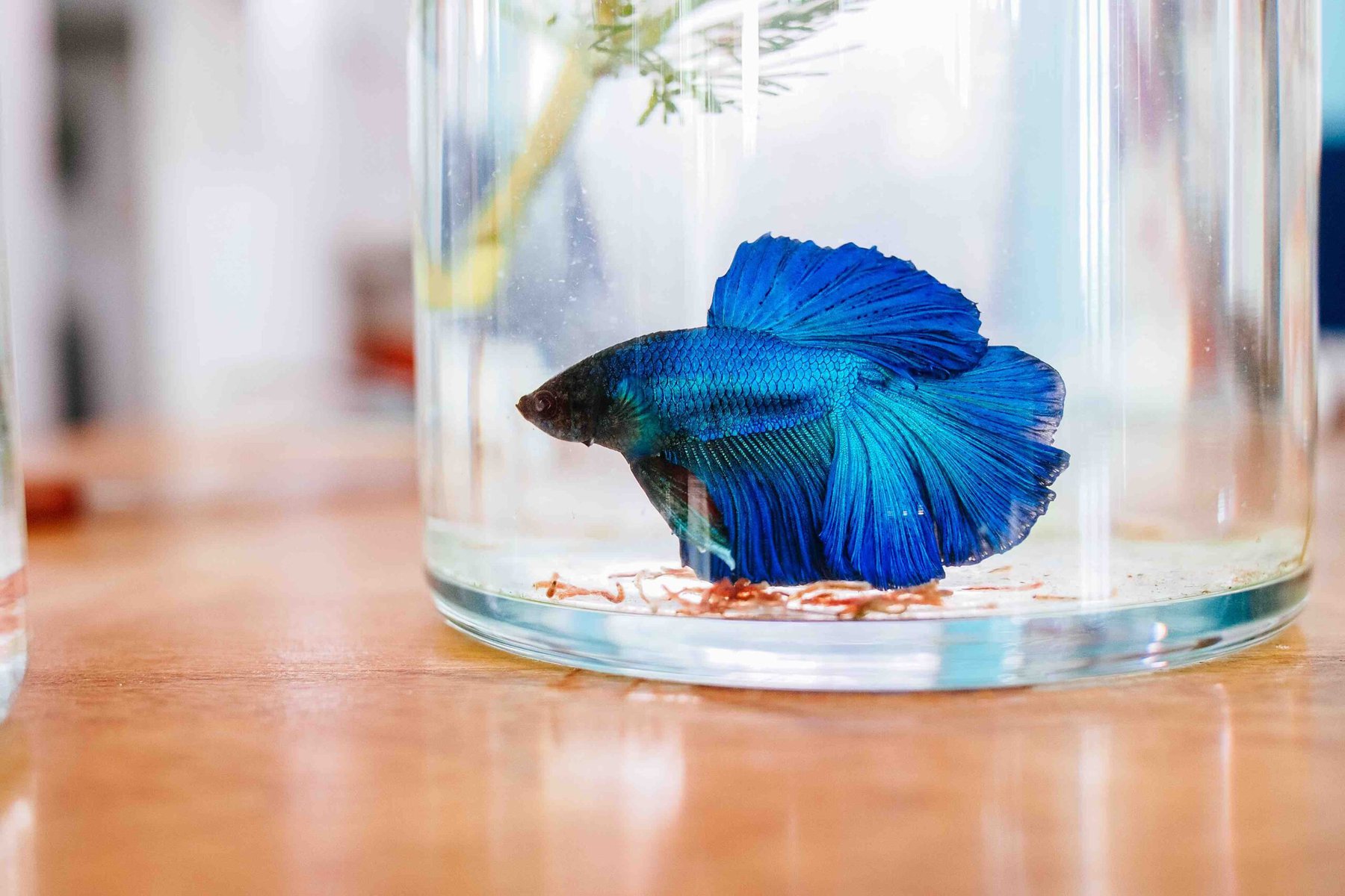 blue betta fish