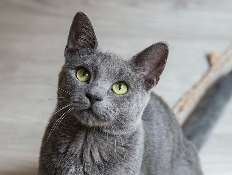 blue burmese cat