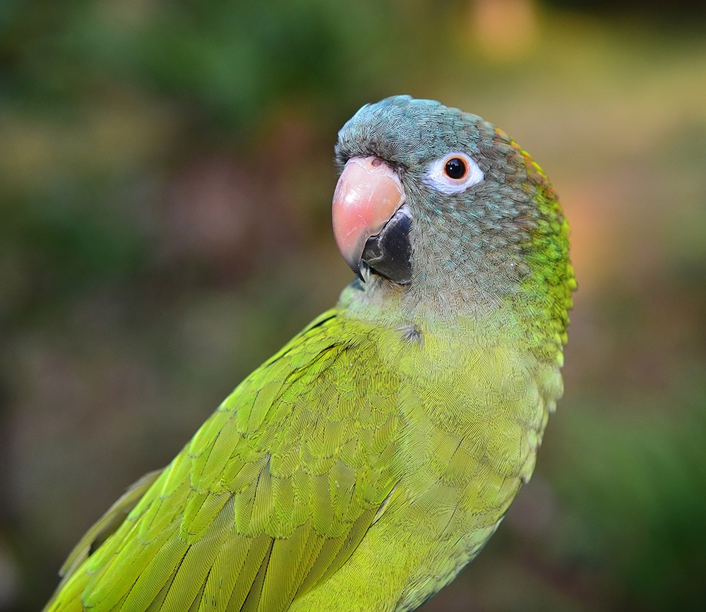 Blue Crown Conure Parrot