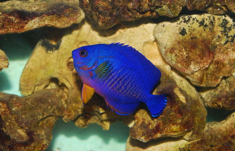 blue dwarf angelfish