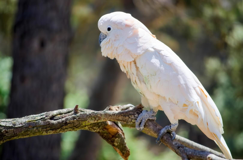 blue eyed cockatoo