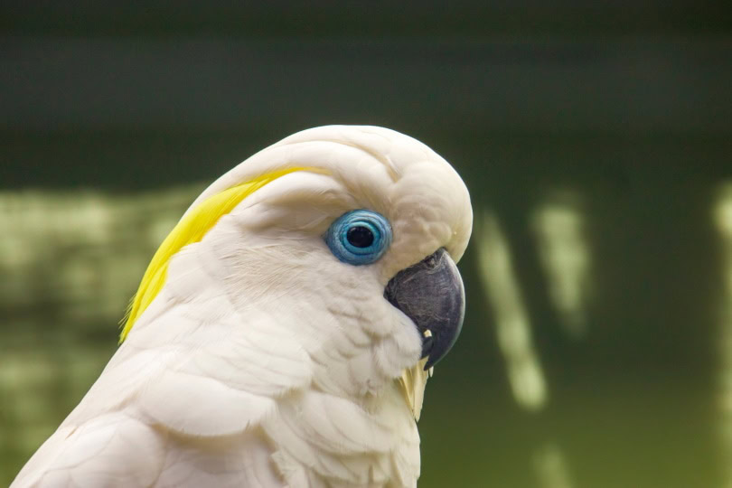 blue eyed cockatoo