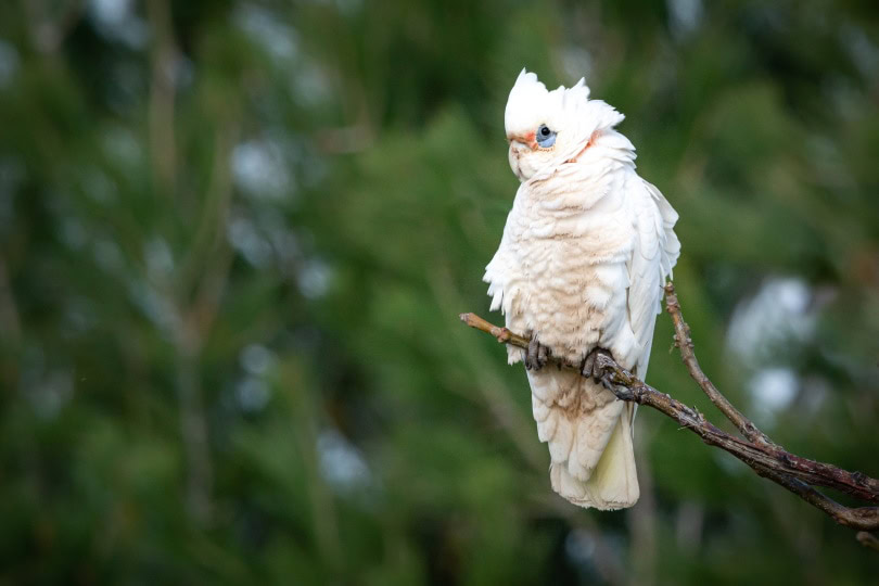 blue eyed cockatoo