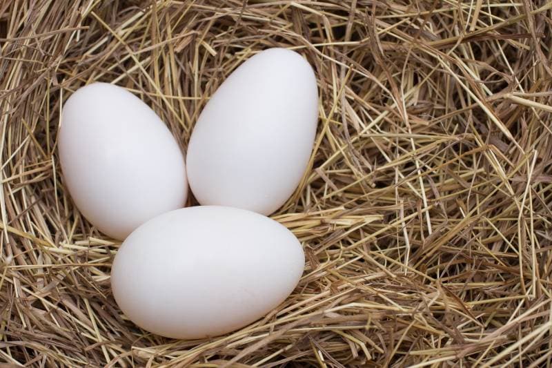 blue eyes cockatoo bird eggs on straw