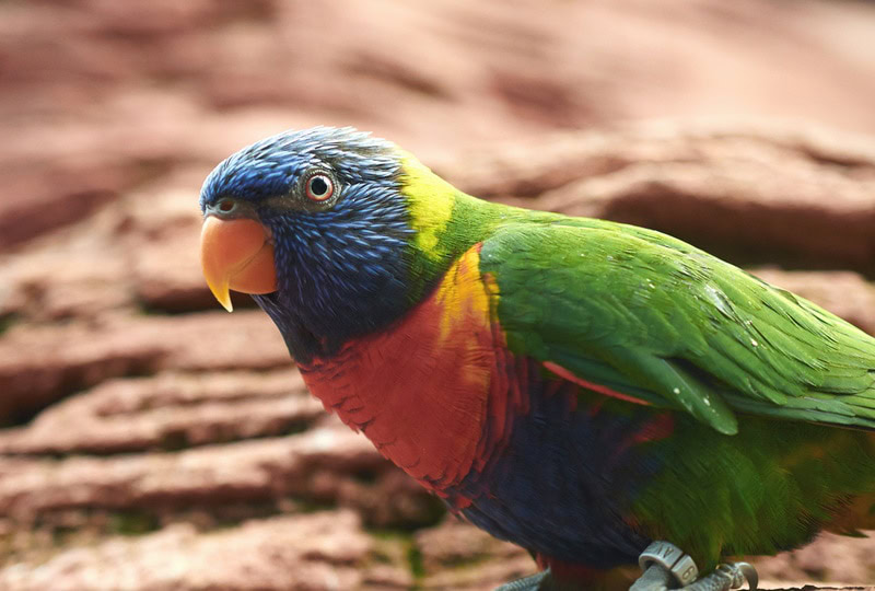 blue fronten lorikeet