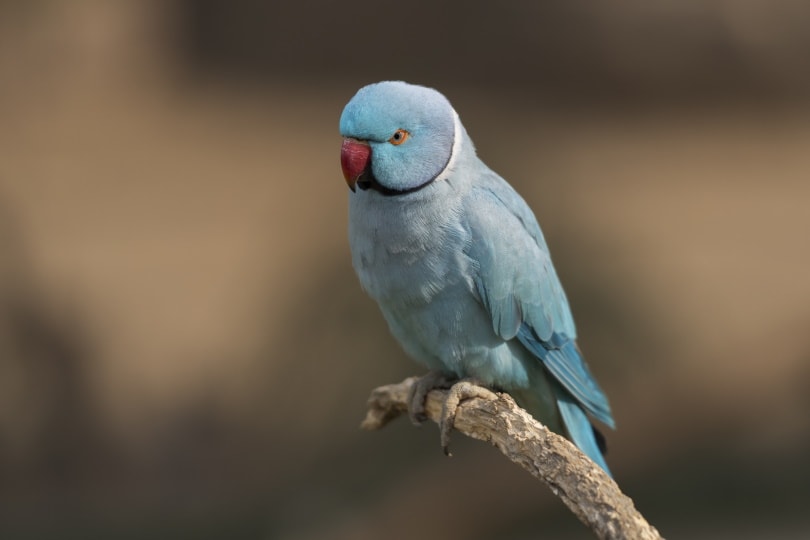 blue indian ringneck parakeet perching