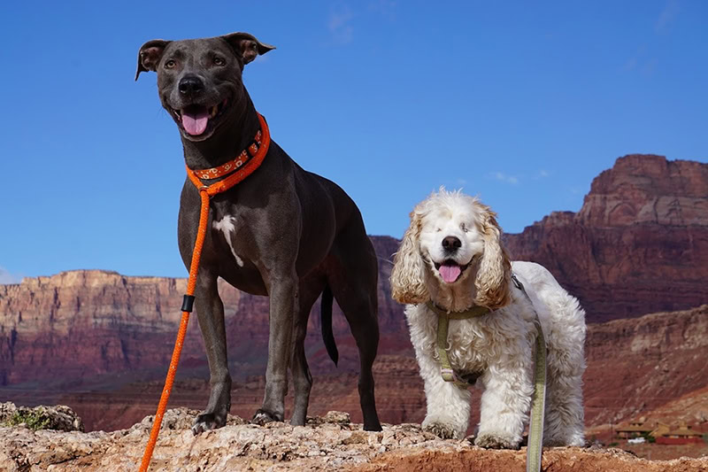 blue lacy dog and blind cocker spaniel dog going for a walk