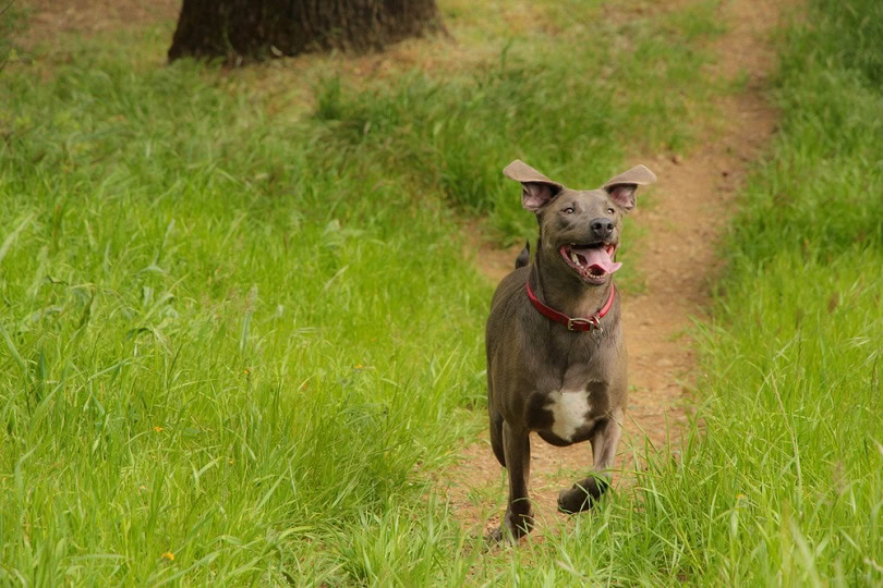 blue-lacy-dog-running_Jessica-Lobsinger_shutterstock